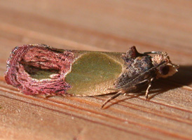 Sculptured Tortrix